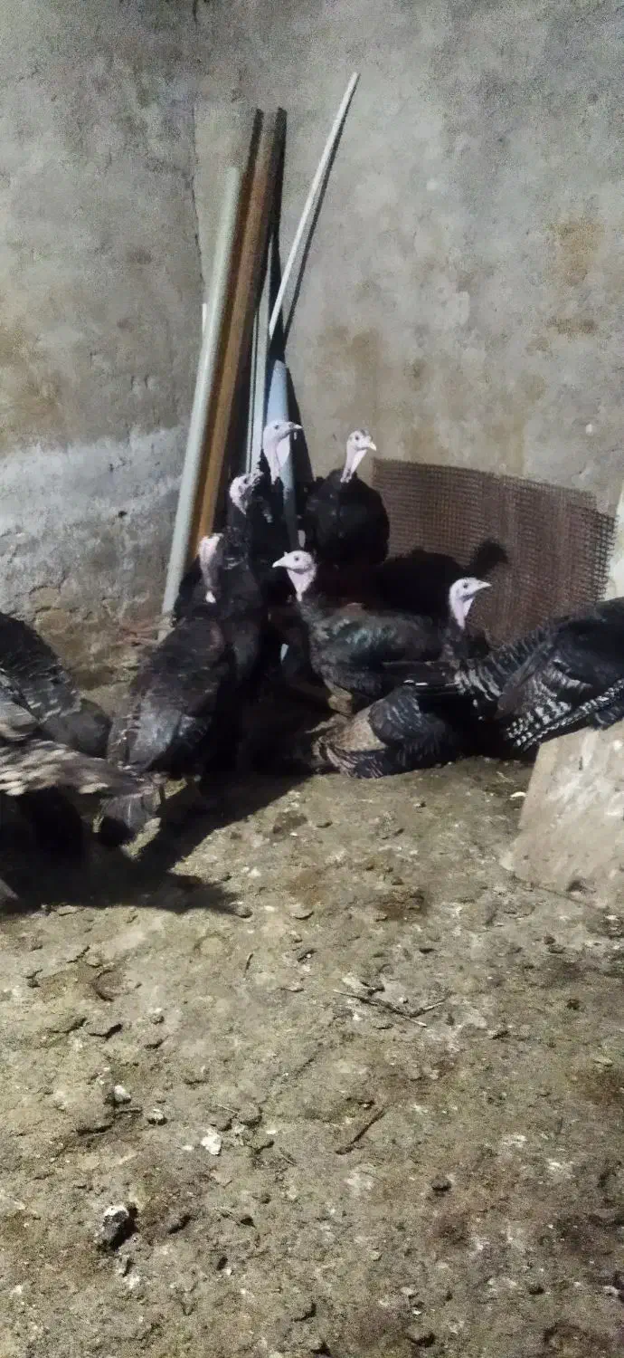 بوقلمون ارگانیک|حیوانات مزرعه|تاکستان, |دیوار