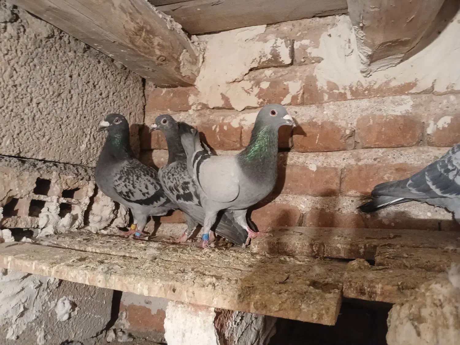 فروش ۸ عدد شامی|پرنده|خسروشاه, |دیوار