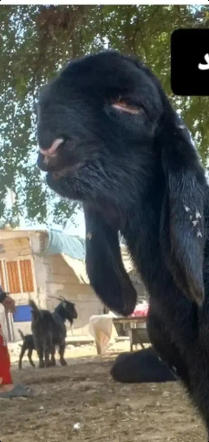 بره قوچ. میش|حیوانات مزرعه|کوهرنگ, |دیوار