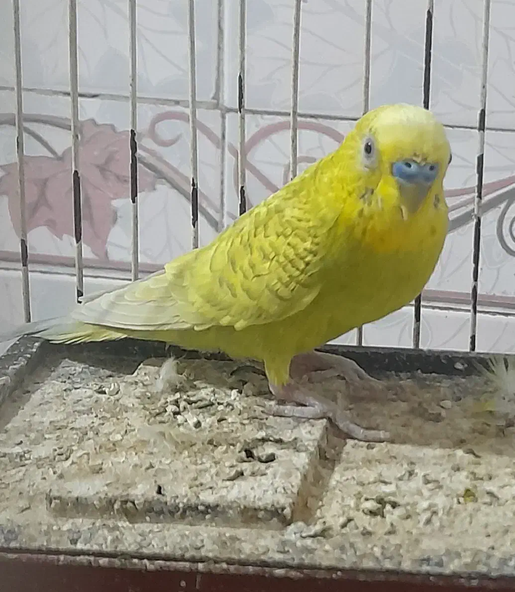 مرغ عشق نر|پرنده|خرمشهر, |دیوار