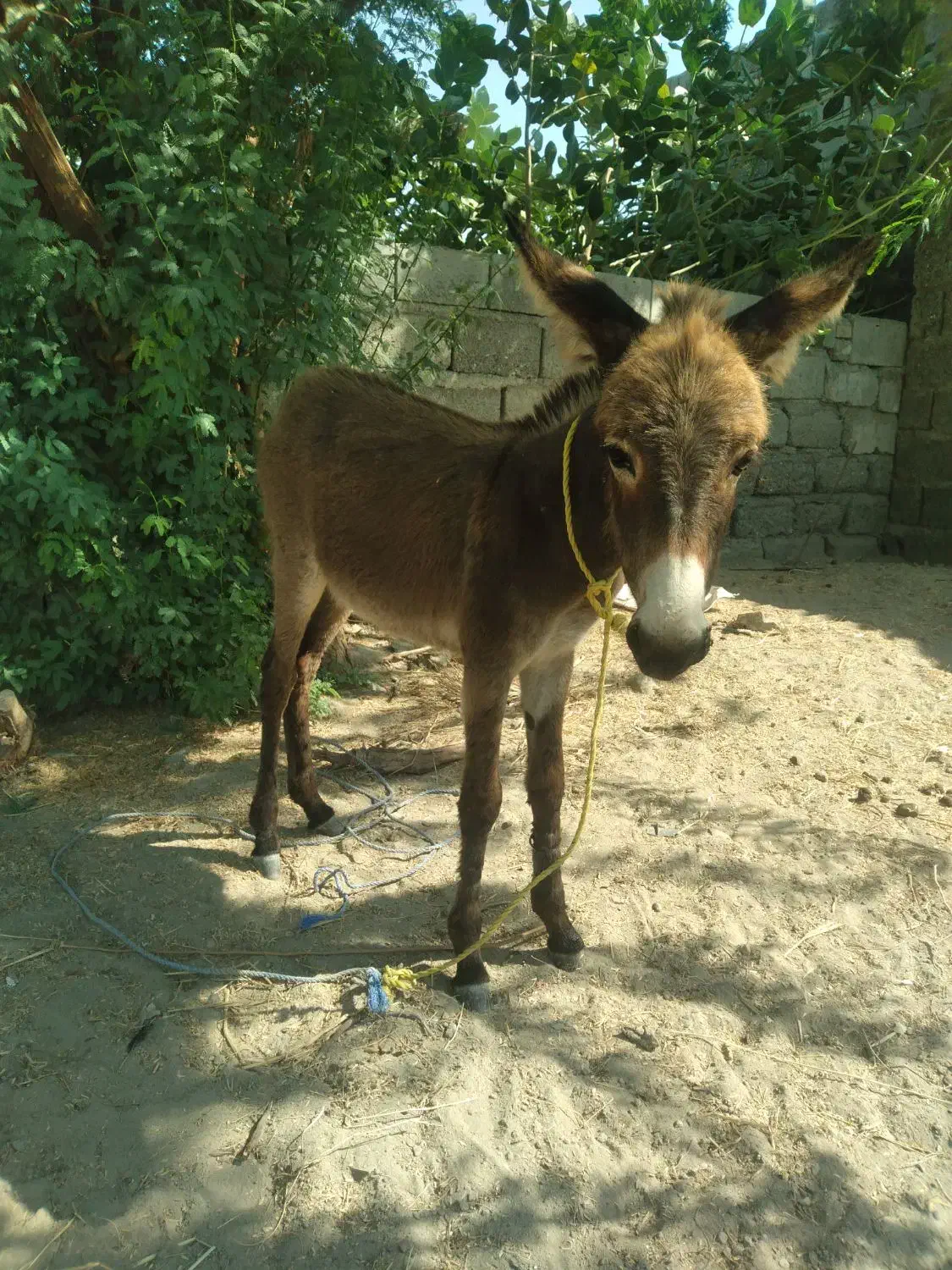 کره نروماده|حیوانات مزرعه|جغین, |دیوار