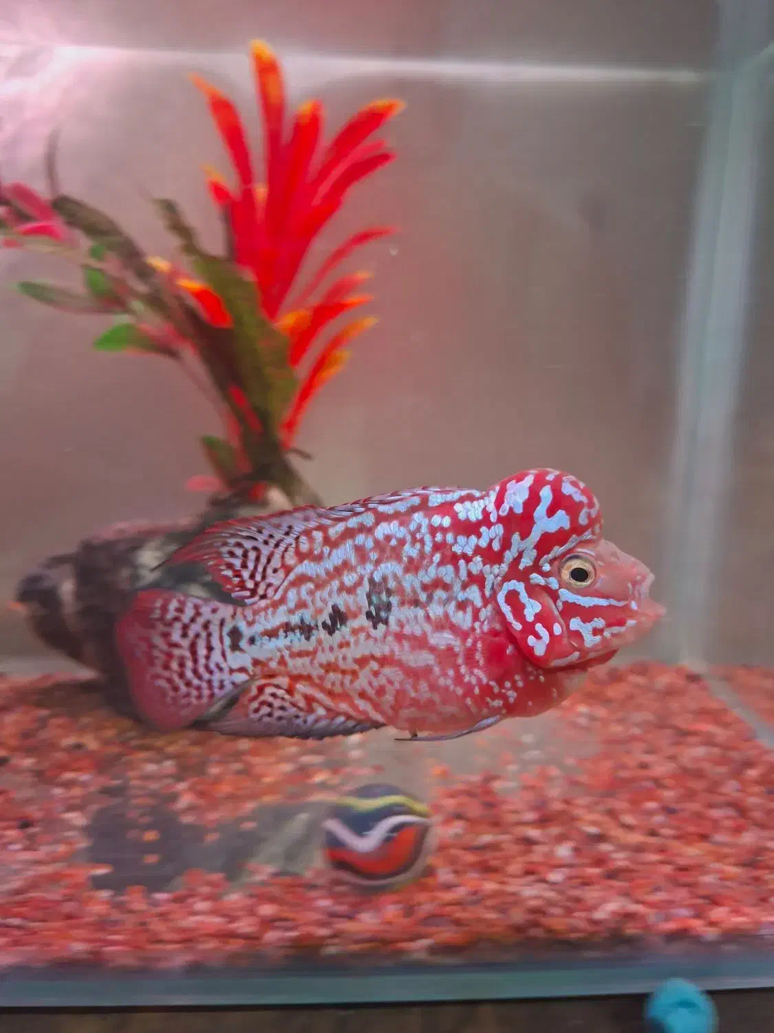 کینگ کامفا رد بیس وارداتی|ماهی|شیراز, گویم|دیوار