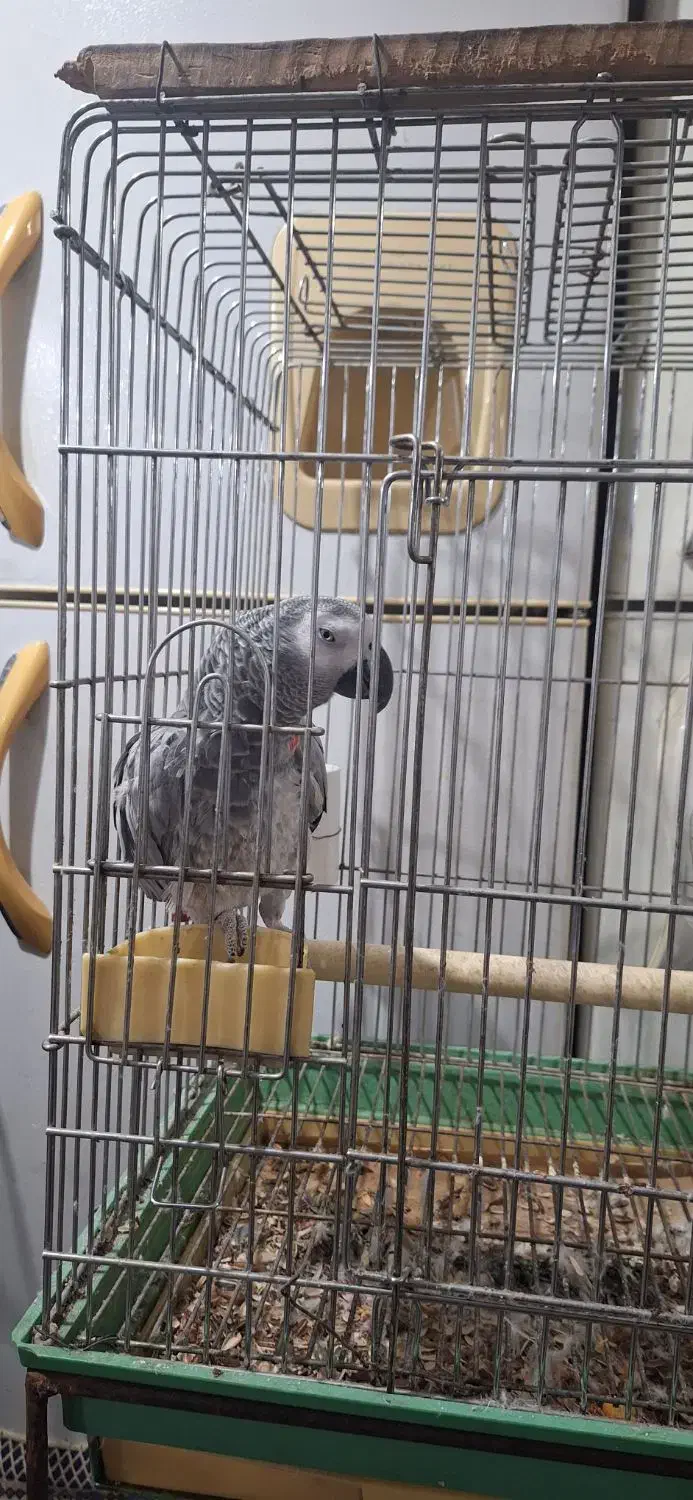 کاسکو سخنگو|پرنده|ری, سیزده آبان|دیوار