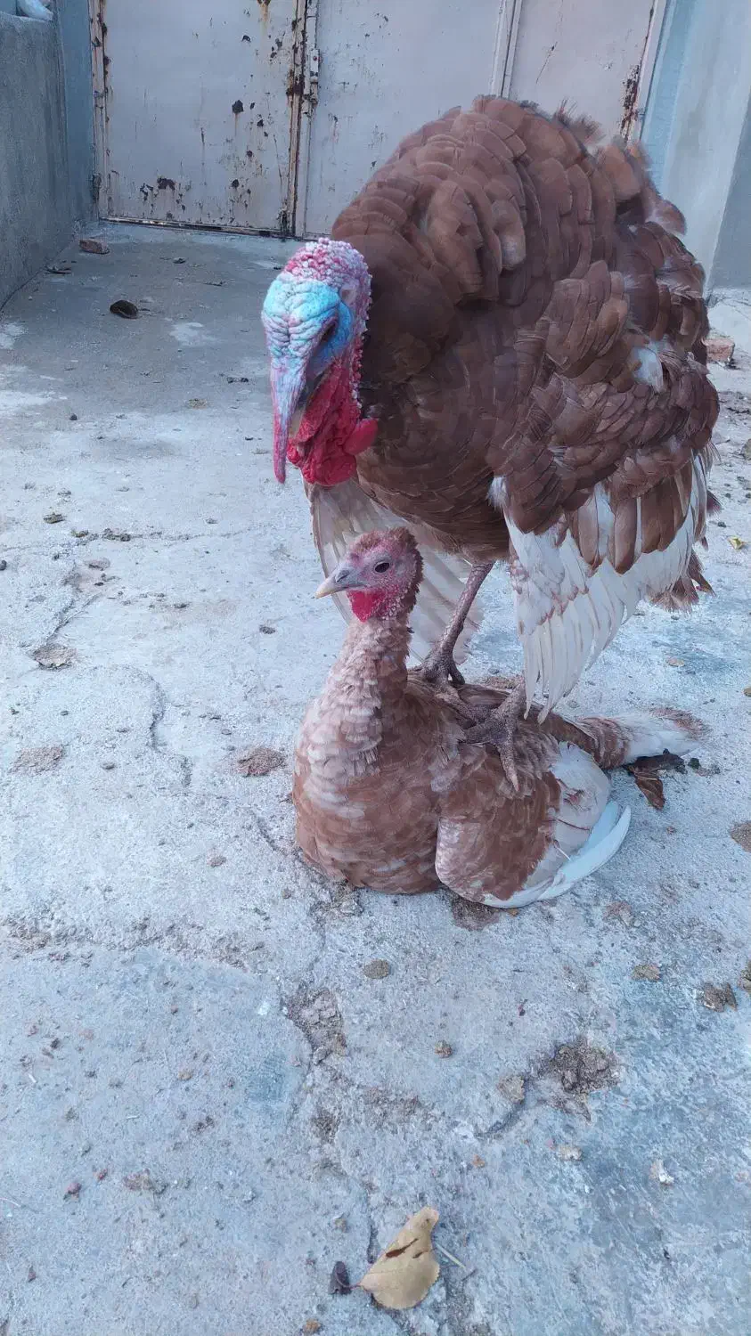 پنج عدد بوقلمون دو ساله نژاد بوربون ارگانیک|حیوانات مزرعه|سقز, |دیوار