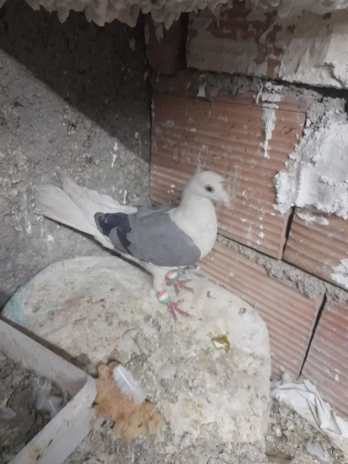 کبوتر پرشی|پرنده|ورامین, خیر آباد|دیوار