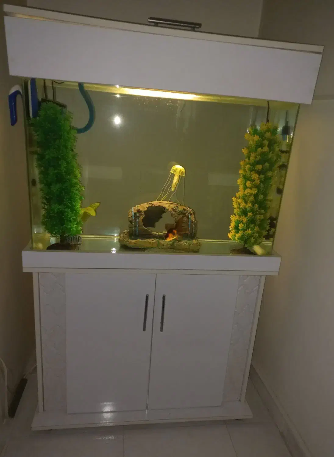 آکواریوم|ماهی|تهران, صادقیه|دیوار