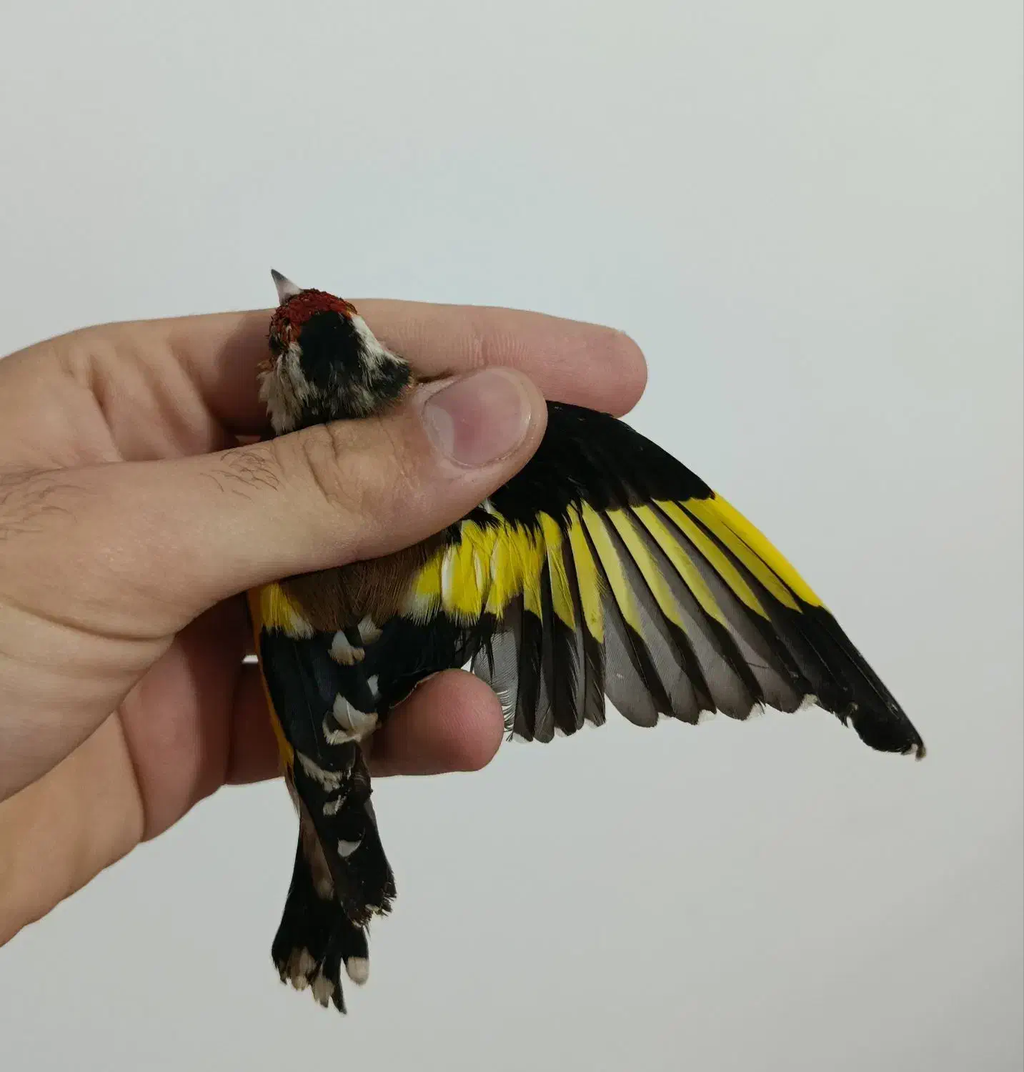 سهره رسمی نر جوجه امساله|پرنده|آمل, |دیوار