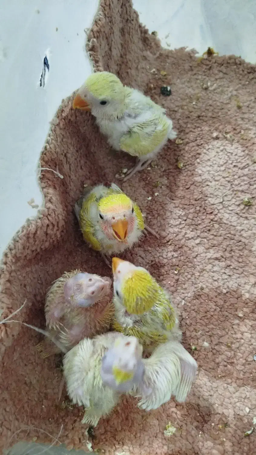 جوجهبرزیلی|پرنده|اشنویه, |دیوار