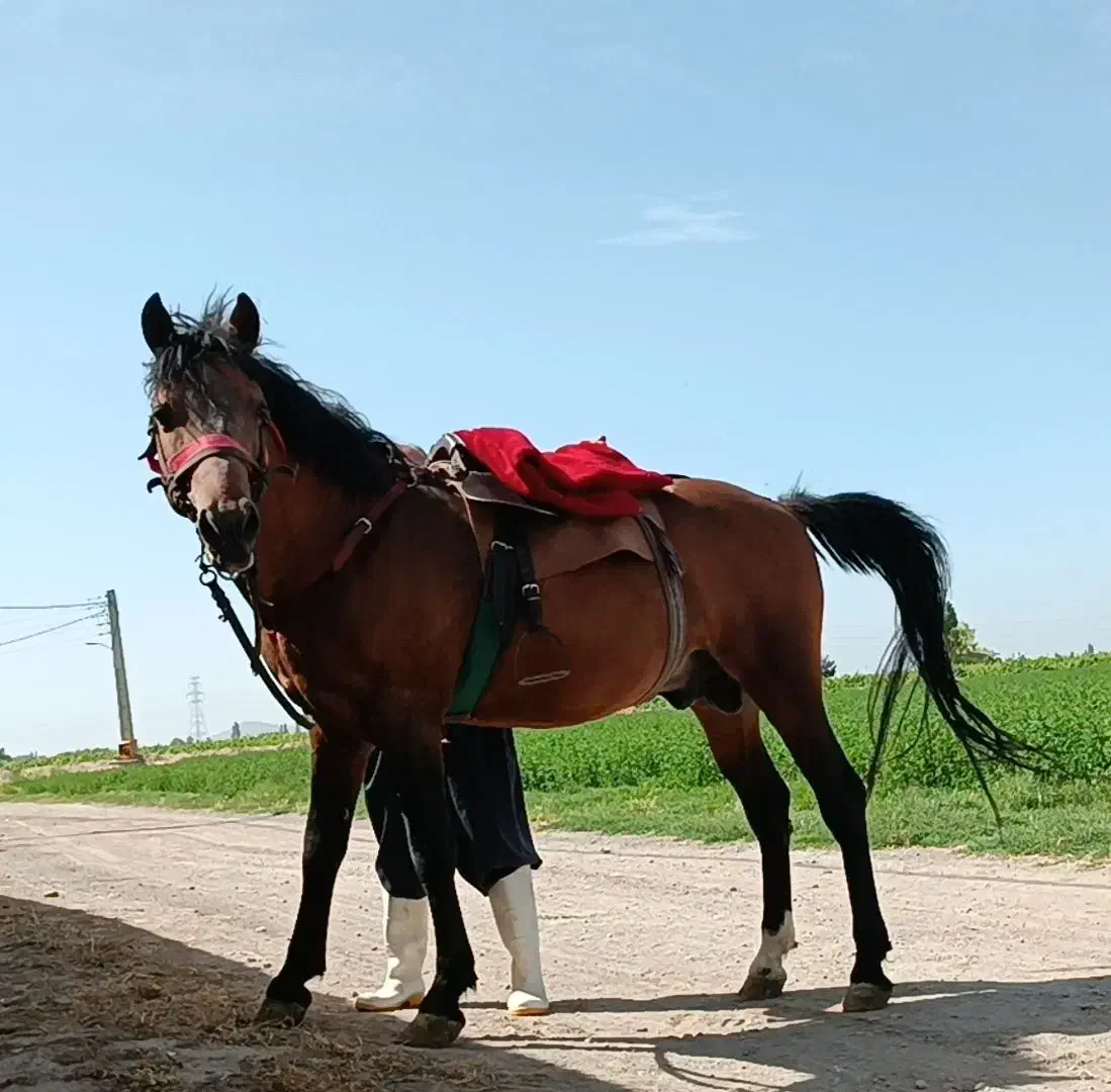 اسب کرد|اسب و تجهیزات اسب‌سواری|لیلان, |دیوار