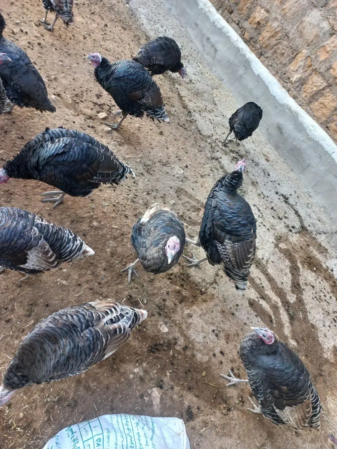 بقلمو|حیوانات مزرعه|بازرگان, |دیوار