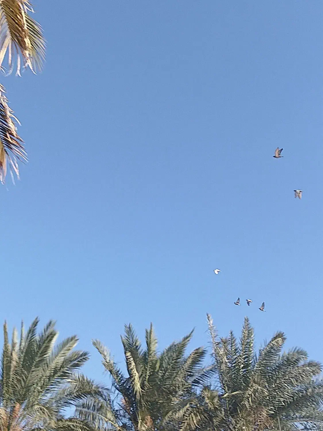 کبوتر پلاکی|پرنده|حمیدیه, |دیوار