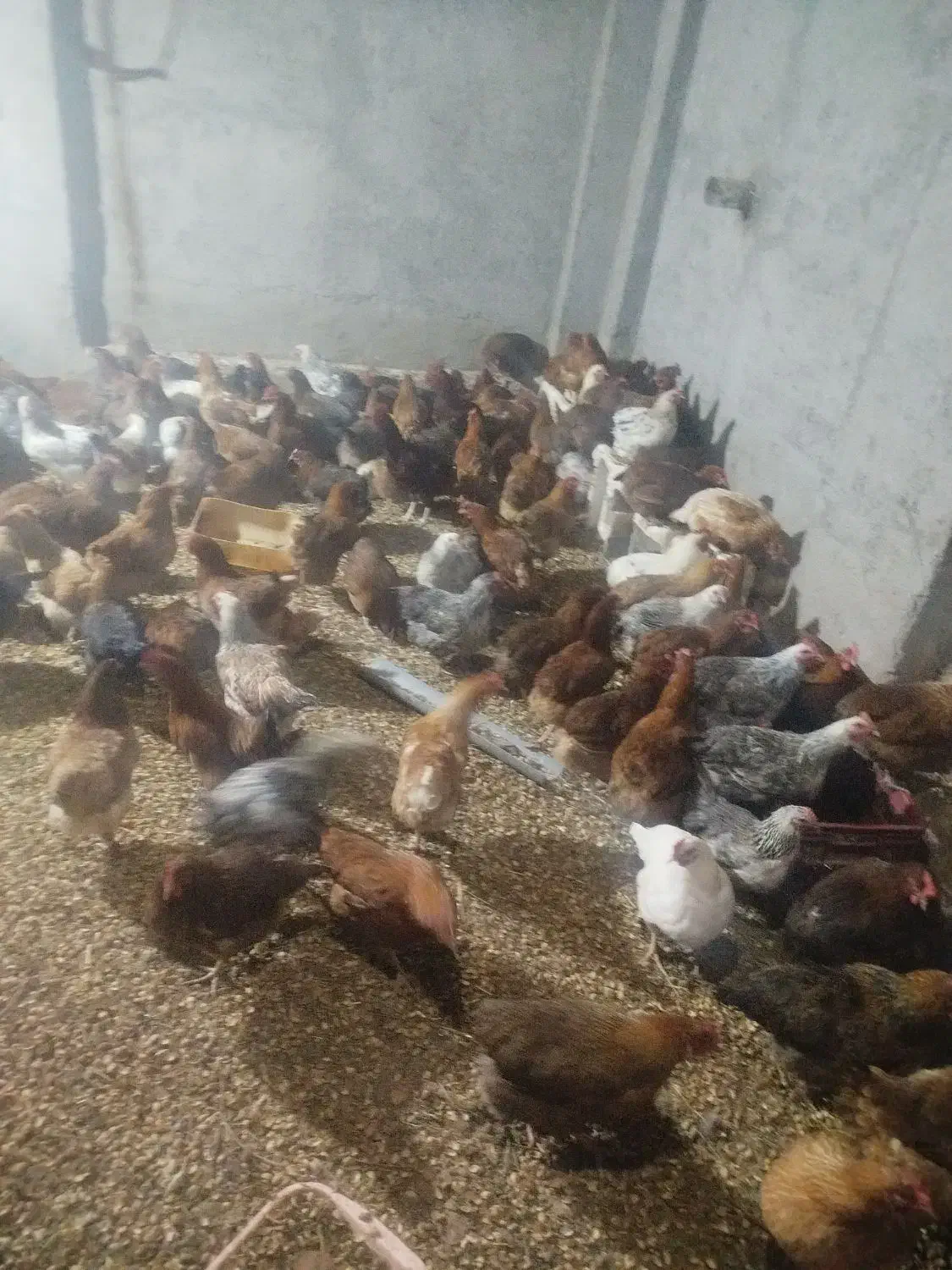 مرغ تخم گذار محلی|حیوانات مزرعه|خوشاب, |دیوار