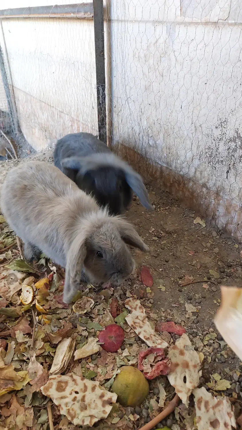 خرگوش دوعدد|موش و خرگوش|گناباد, |دیوار