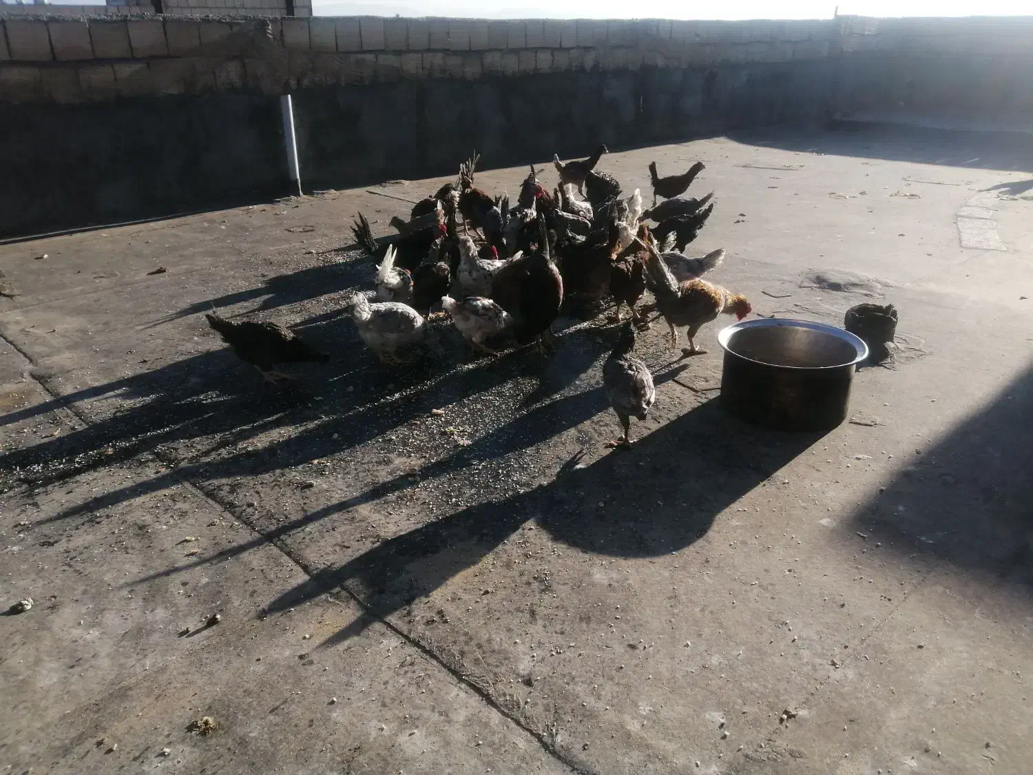 خروس گلین|حیوانات مزرعه|چناران, |دیوار