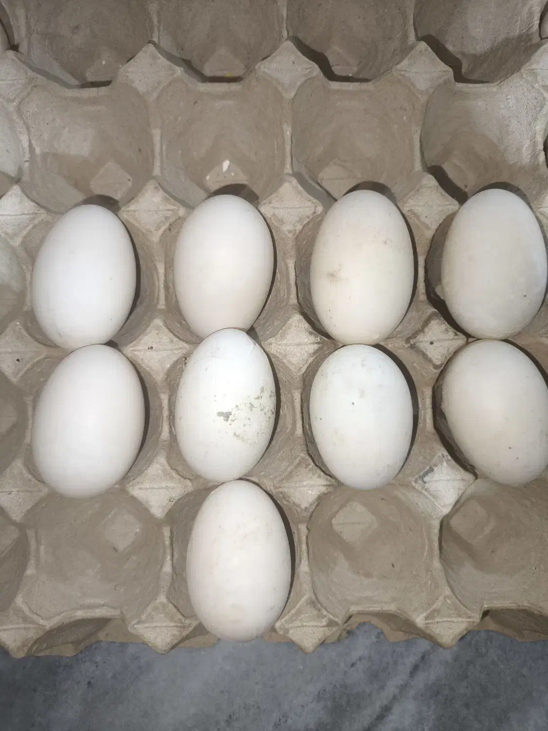 تخم مرغ اردک|حیوانات مزرعه|زاهدان, |دیوار