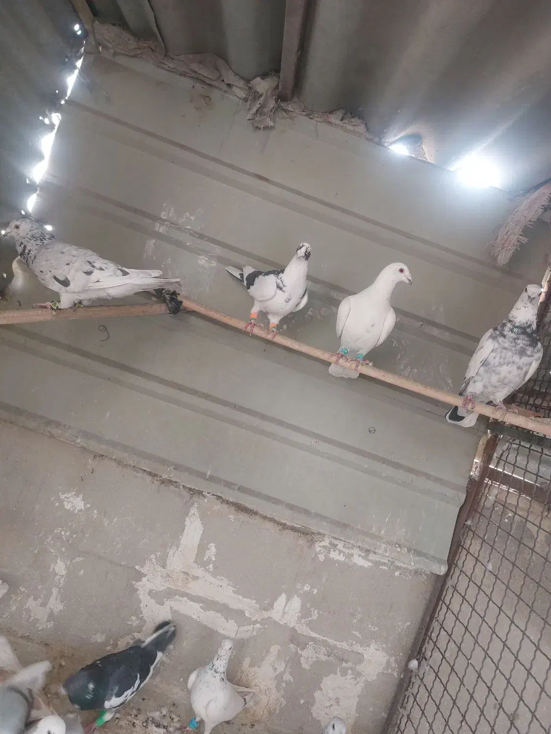 کبوتر|پرنده|تهران, والفجر (افسریه)|دیوار