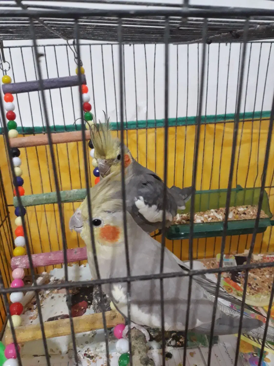 یک جفت طوطی عروس نر سخنگو یک میلیون|پرنده|لاهیجان, کوی زمانی|دیوار