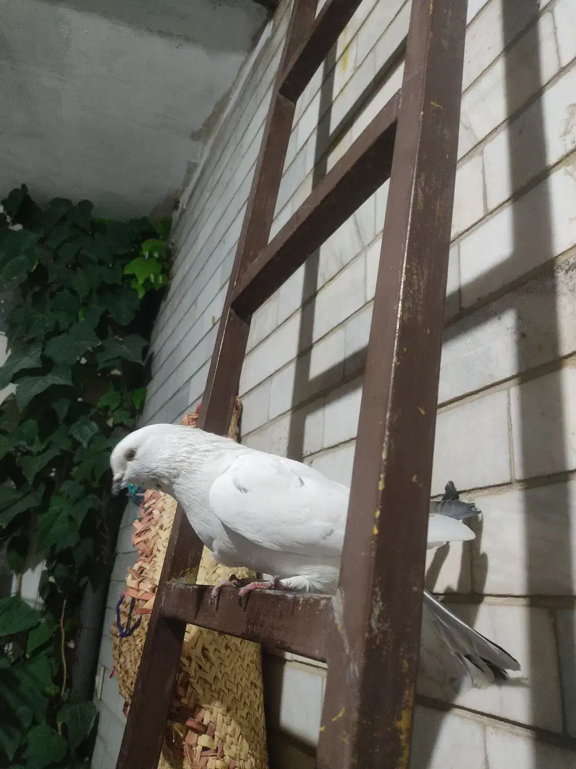 کبوتر|پرنده|اصفهان, باتون|دیوار