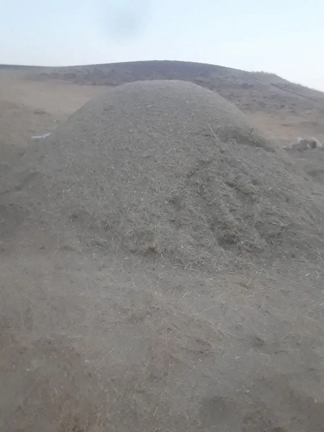 گیاه مخصوص گوسفند|گل و گیاه طبیعی|سارال, |دیوار