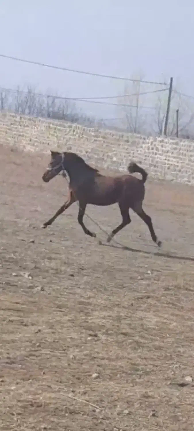 اسب معاوضه|اسب و تجهیزات اسبسواری|مشگین شهر, |دیوار