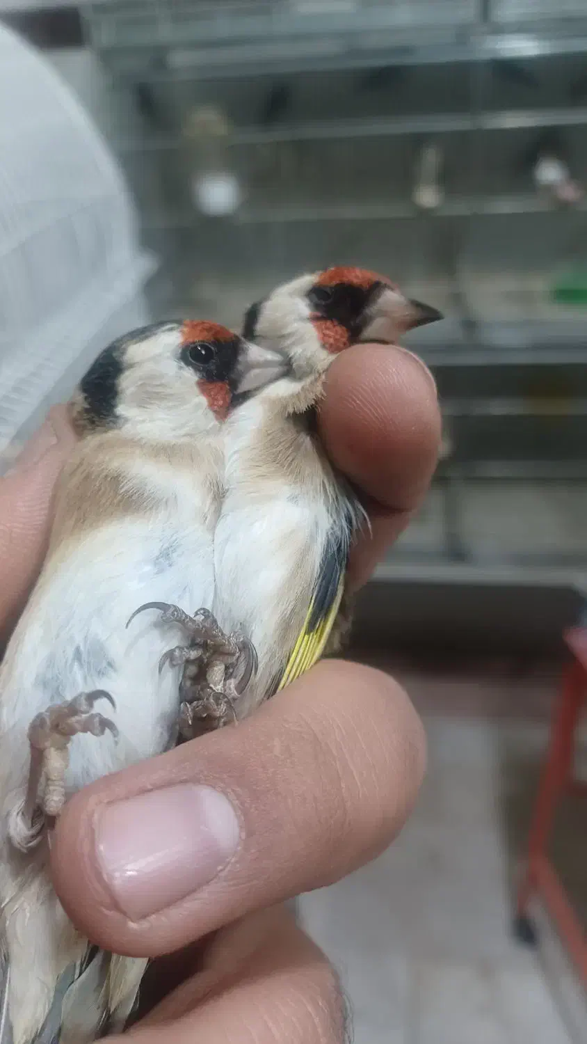 سهره گلبسر پاییزه کرمونی و رسمی|پرنده|شاهین‌شهر, شهرک هشت بهشت|دیوار