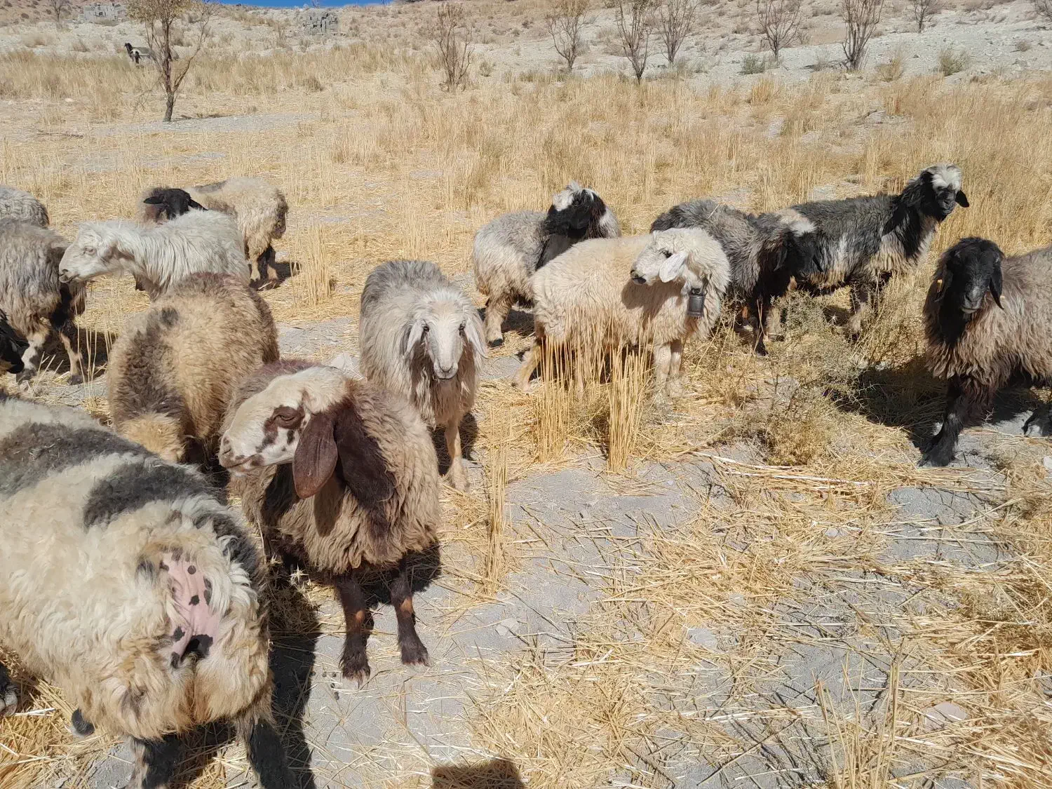 میش داشتی|حیوانات مزرعه|ارژن, |دیوار