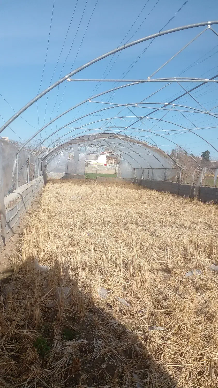 سازه گلخانه ۳۰۰متر ۱۲۰ میلیون ت|خدمات باغبانی و درختکاری|کلاله, |دیوار