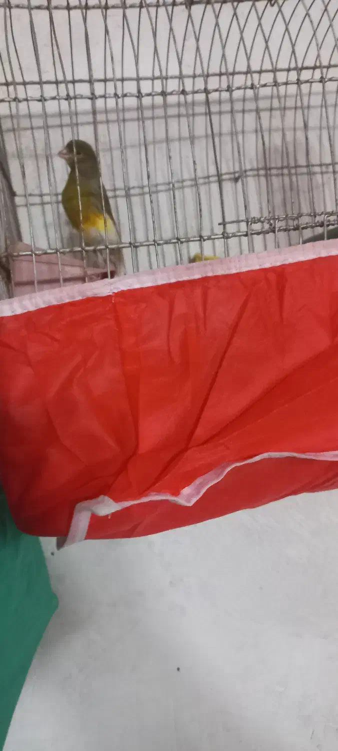 قناری|پرنده|آران و بیدگل, |دیوار