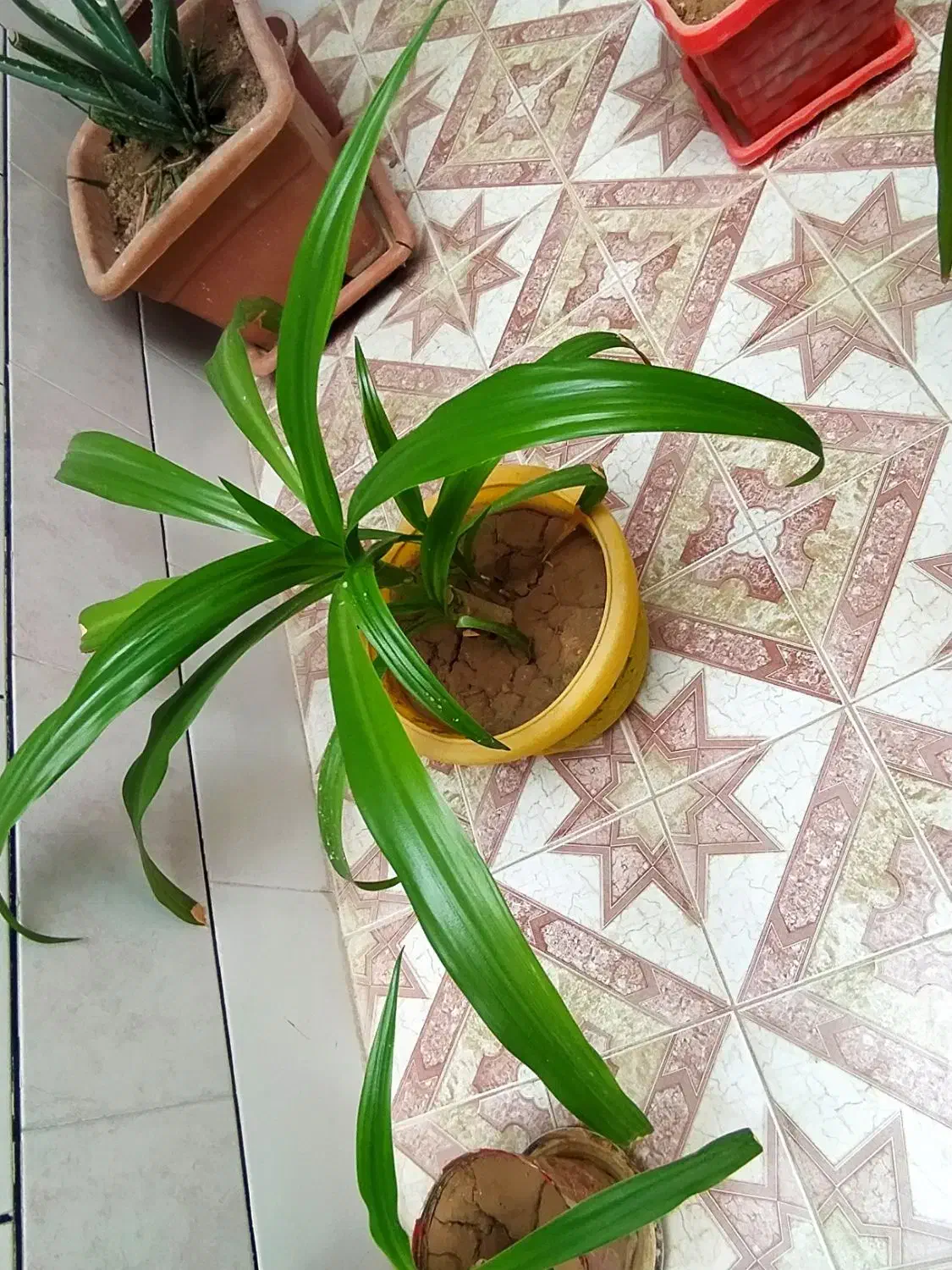 گل اشک ملکه|گل و گیاه طبیعی|خمینیشهر, |دیوار