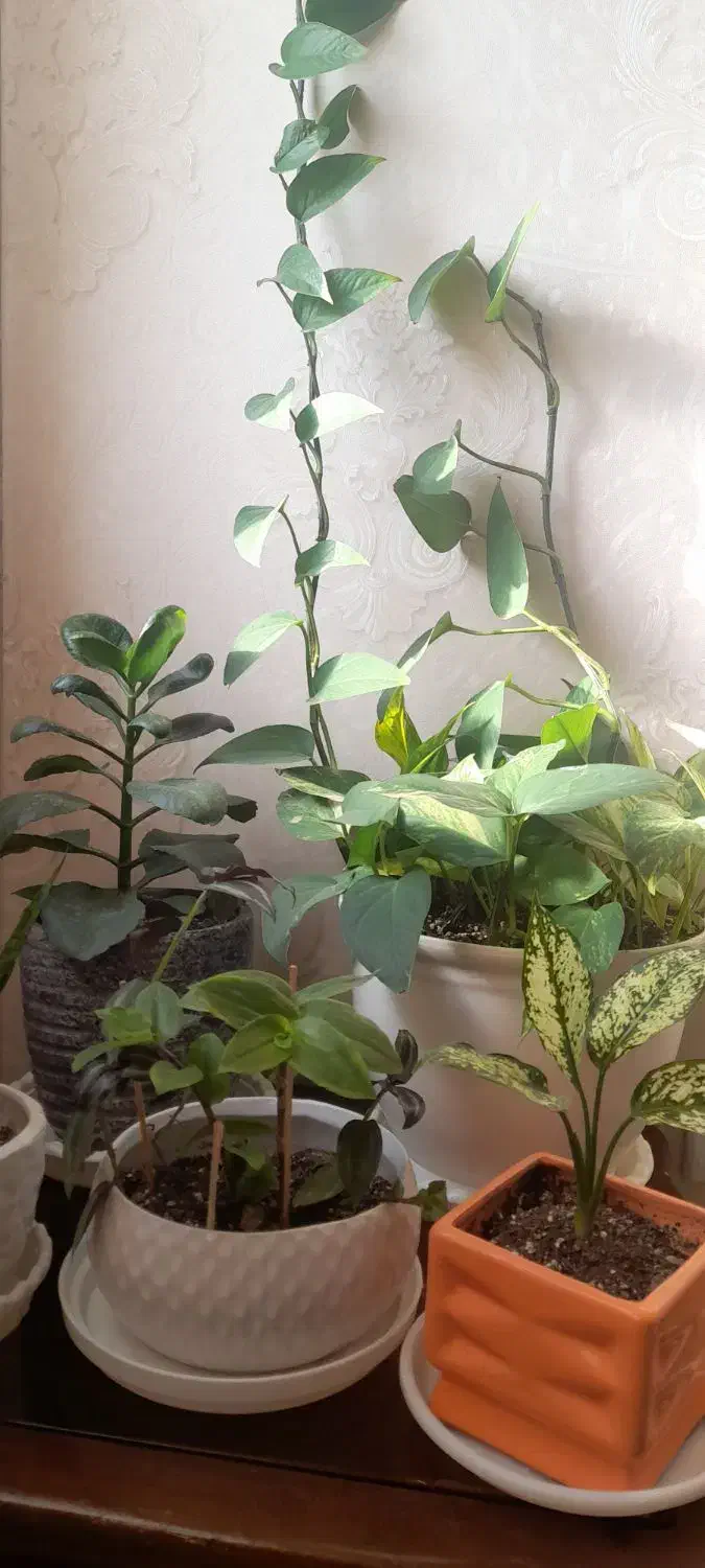 گلهای بسیار شاداب و زیبا|گل و گیاه طبیعی|پرند, فاز ۴|دیوار