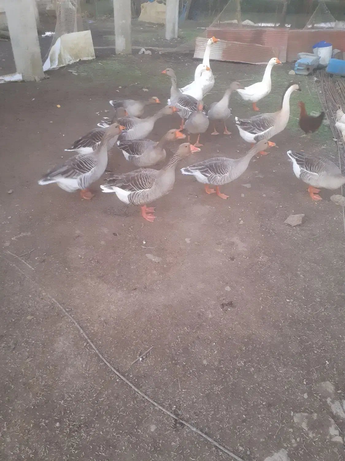 غاز|حیوانات مزرعه|شفت, |دیوار