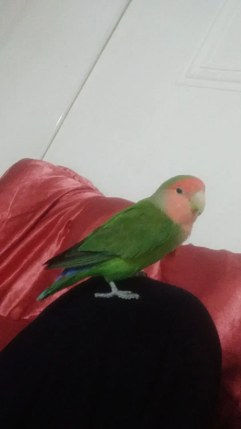 پرنده گم شده در منطقه بازار شوشتریها|پرنده|مسجد سلیمان, |دیوار