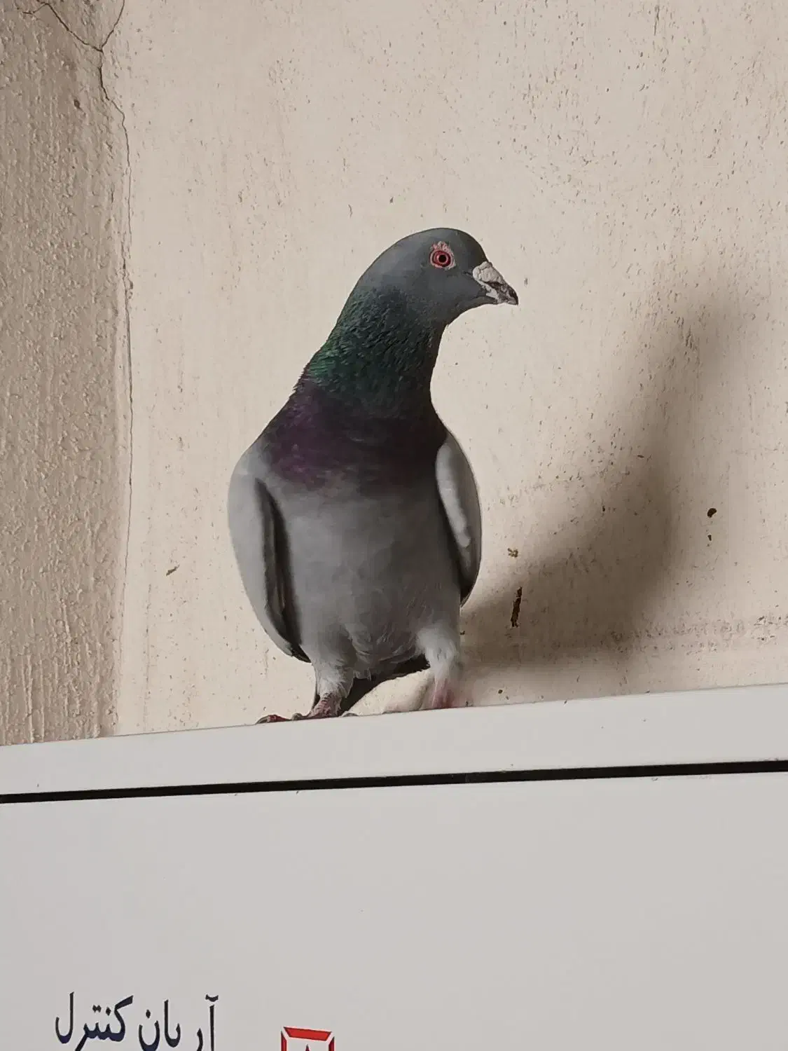 کفتر پلاکی و زرد رسمی دم سفید|پرنده|کرمان, |دیوار