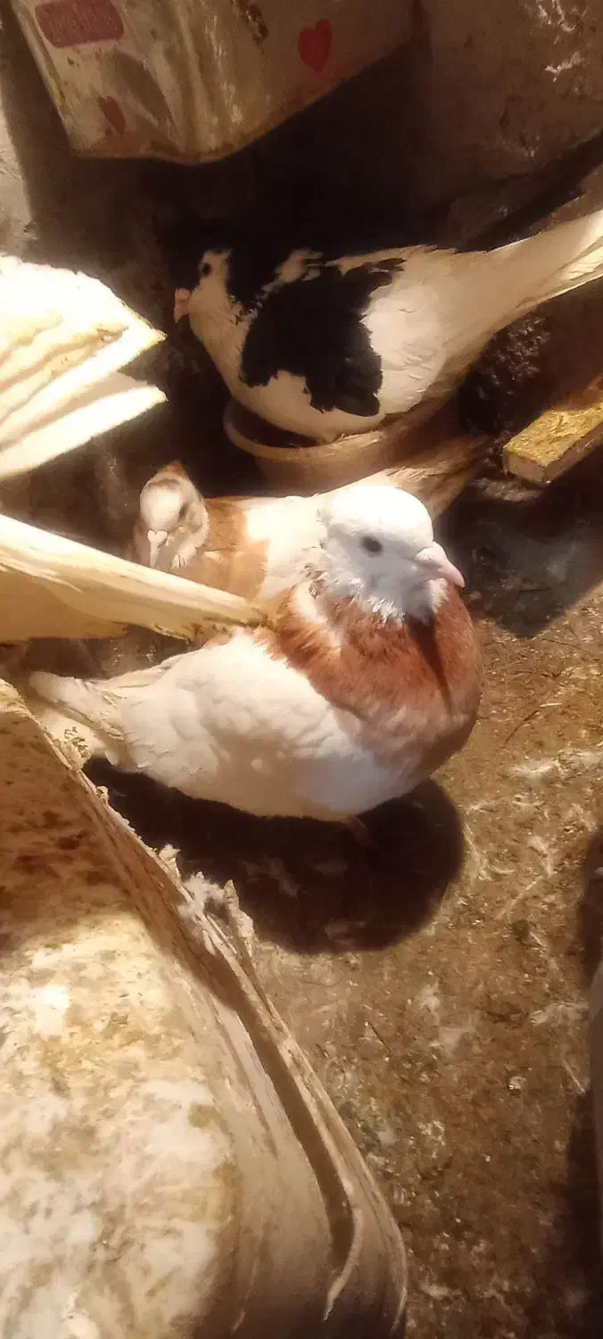 کبو تتر|پرنده|سبزوار, امیر کبیر|دیوار