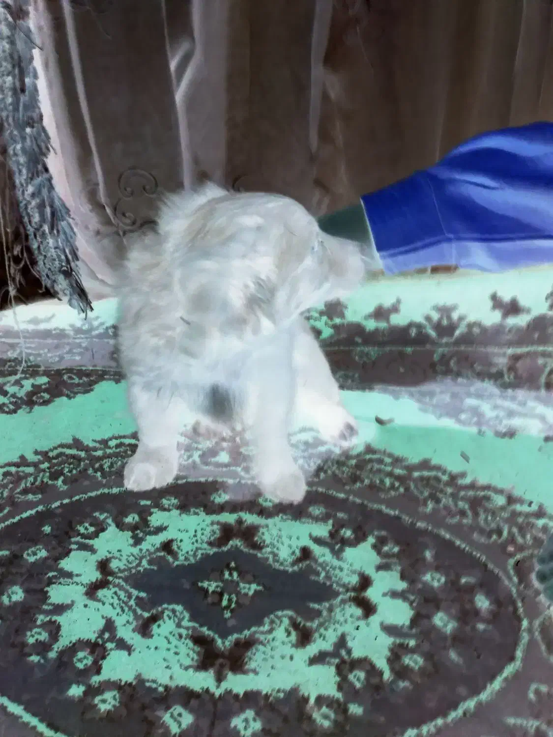 ۴ عدد توله پا کوتاه اش اشپیدس|سگ|مشهد, عبادی|دیوار