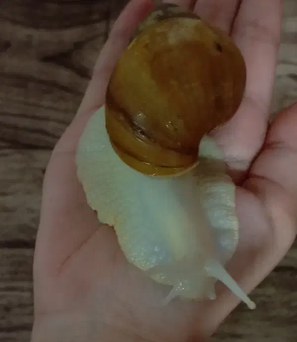 حلزون البینو|خزنده|نیشابور, خط کاشمر|دیوار