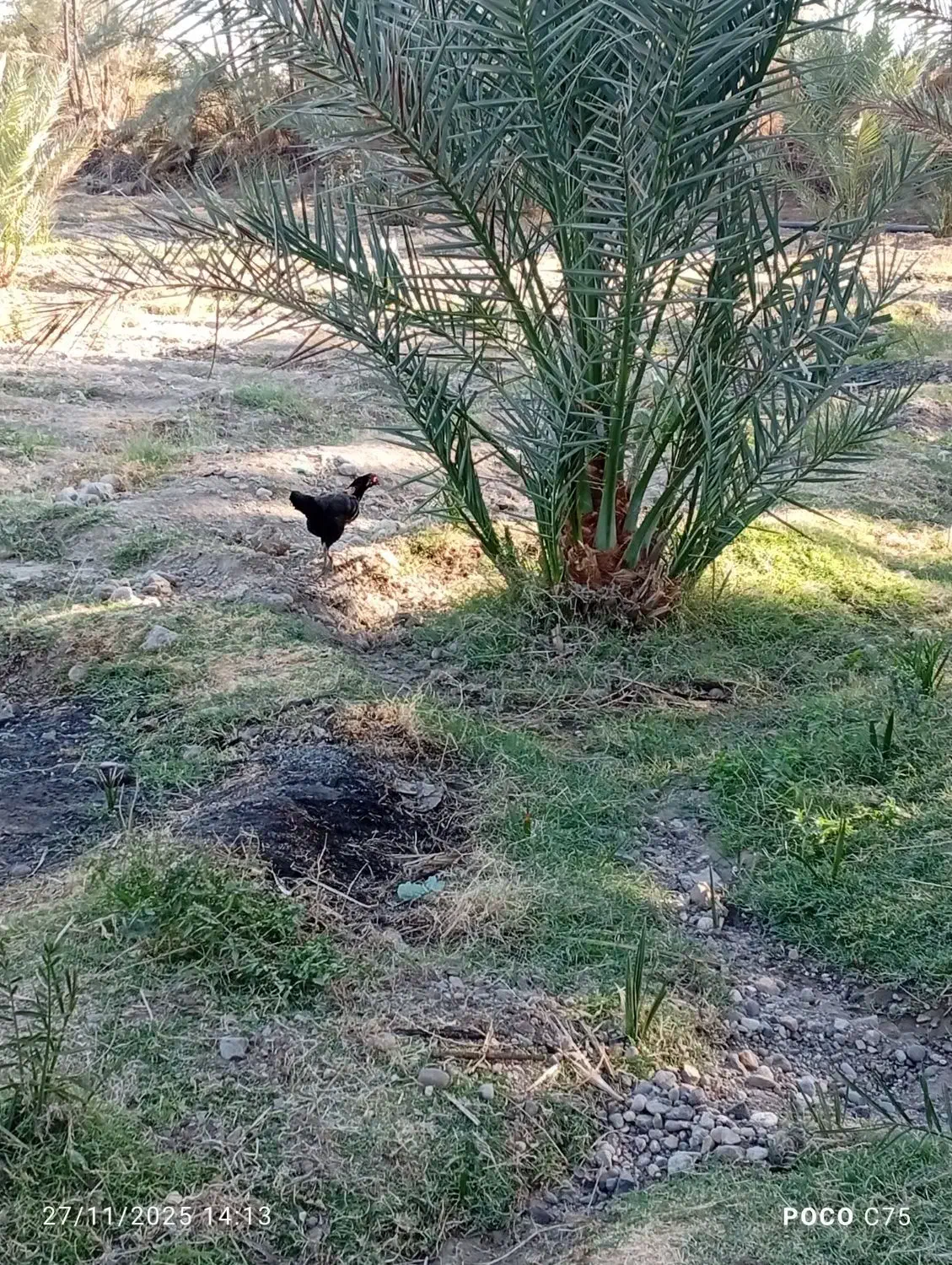 خوردنی|خوردنی و آشامیدنی|کهنوج, |دیوار