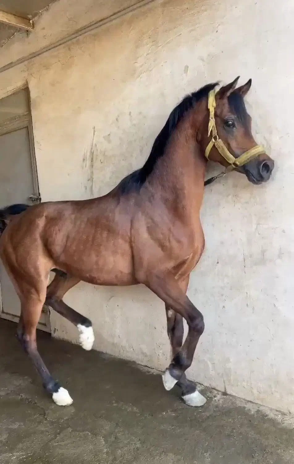 نریان عرب مصری دوسر وارداتی|اسب و تجهیزات اسب‌سواری|شهریار, شهرک مصطفی خمینی|دیوار