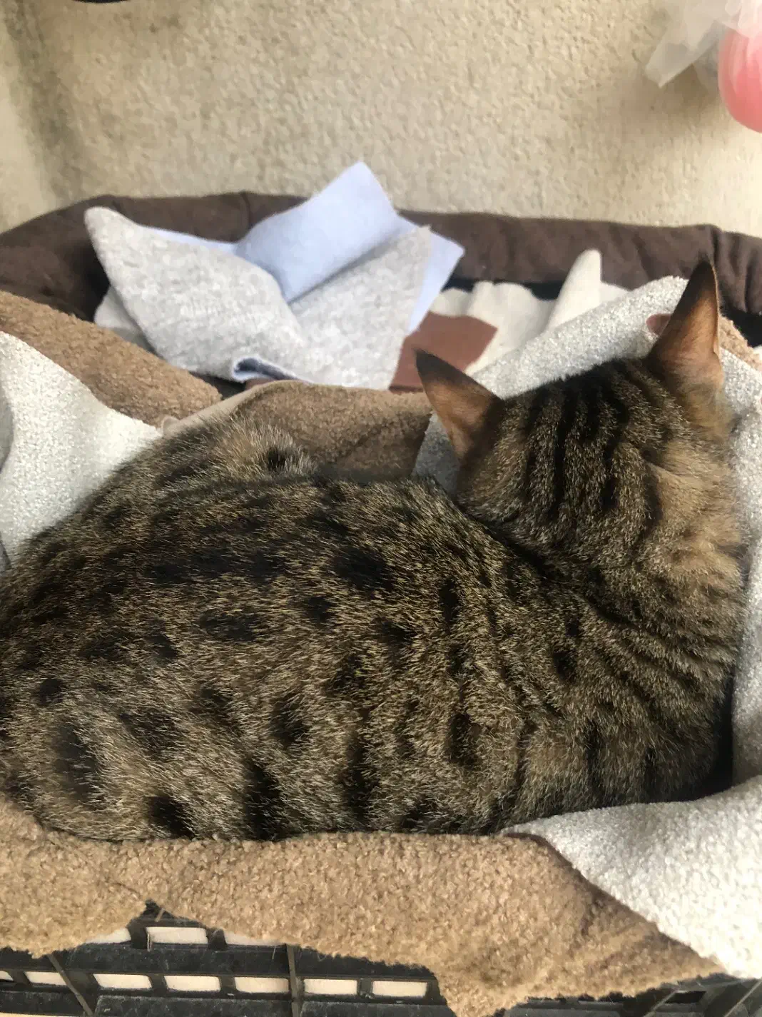 گربه کم بینا|گربه|لاهیجان, جمهوری|دیوار