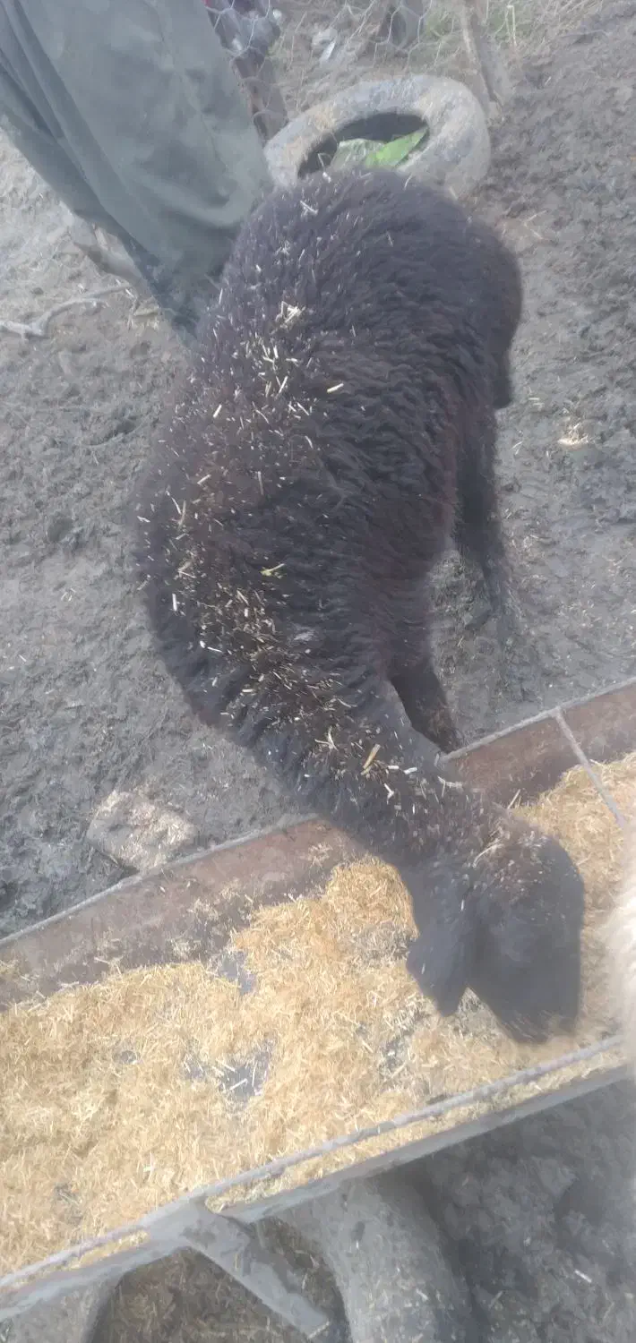 گوسفند زل|حیوانات|علیآباد کتول, |دیوار