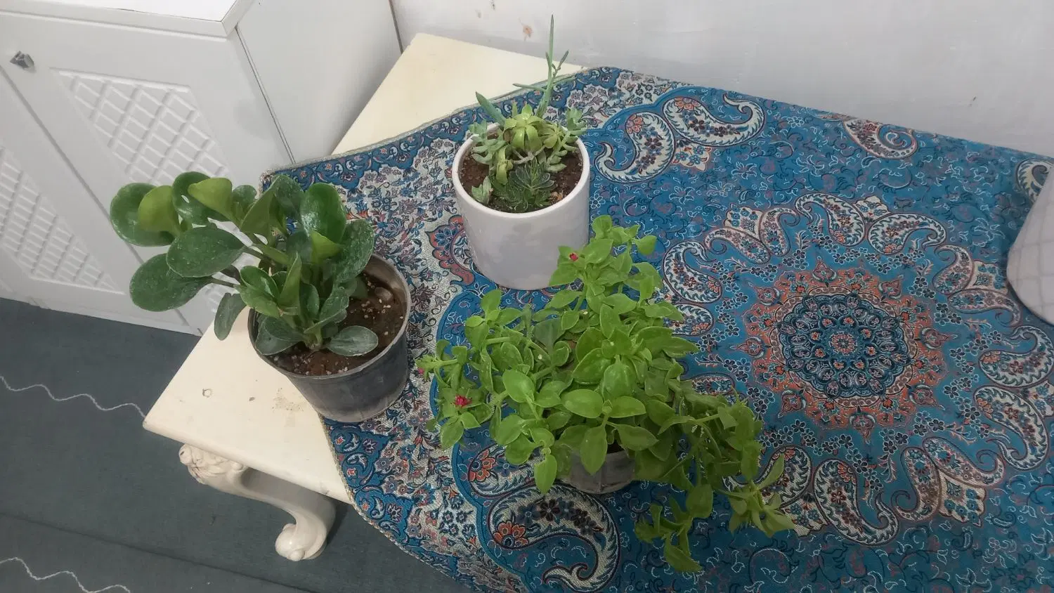 گل وگیا|گل و گیاه طبیعی|دزفول, |دیوار