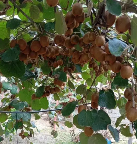 کیوی|خدمات باغبانی و درختکاری|فومن, |دیوار