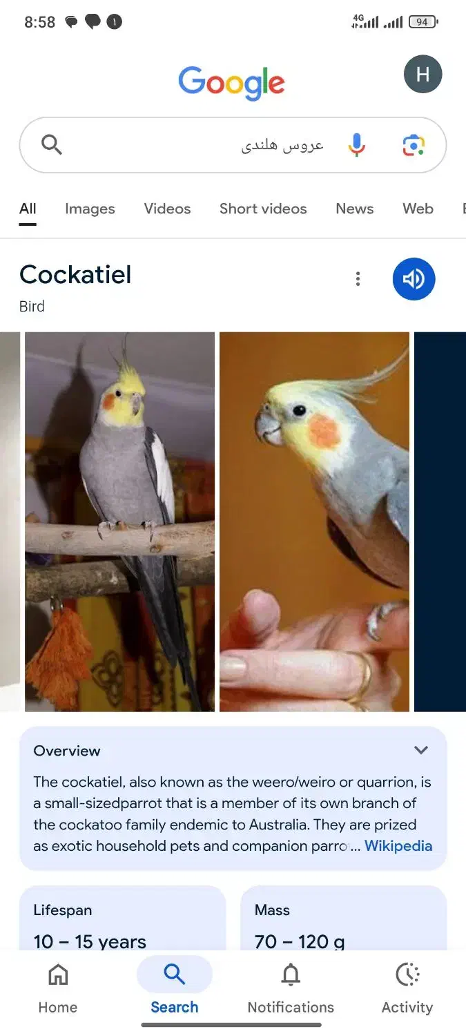 عروس هلندی نر|پرنده|شاهین‌شهر, شهرک گلدیس|دیوار