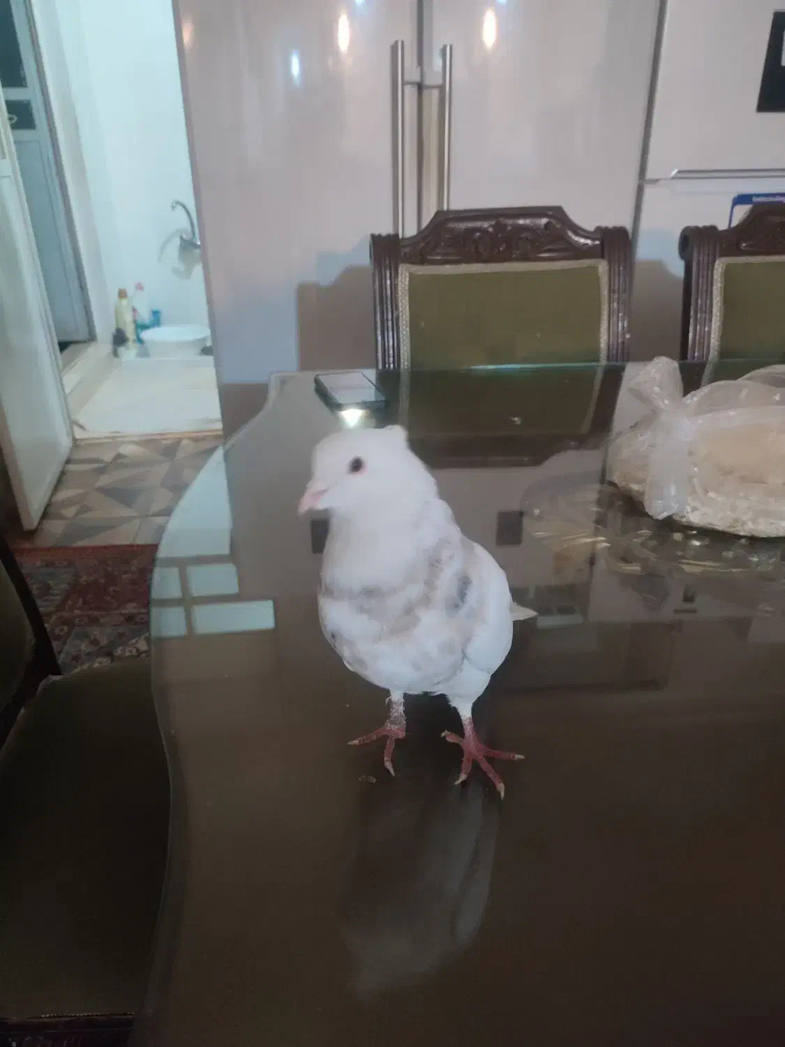 طوقی|پرنده|یاسوج, |دیوار