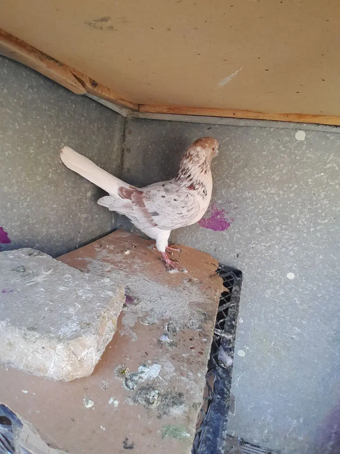 کفتر|پرنده|هشتگرد, شهرک راه آهن|دیوار