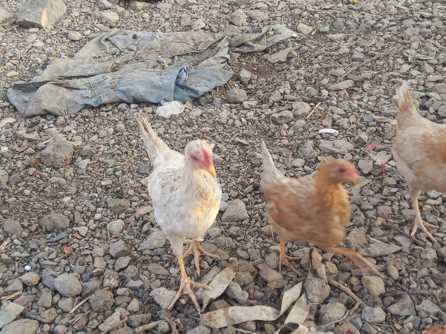 جوجه مرغ محلی زیر مرغی|حیوانات مزرعه|تفتان, |دیوار