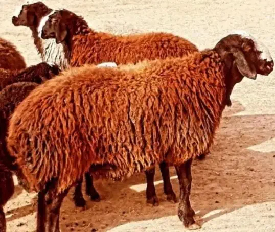 بره پرواری برای قربونی|حیوانات مزرعه|قزوین, |دیوار