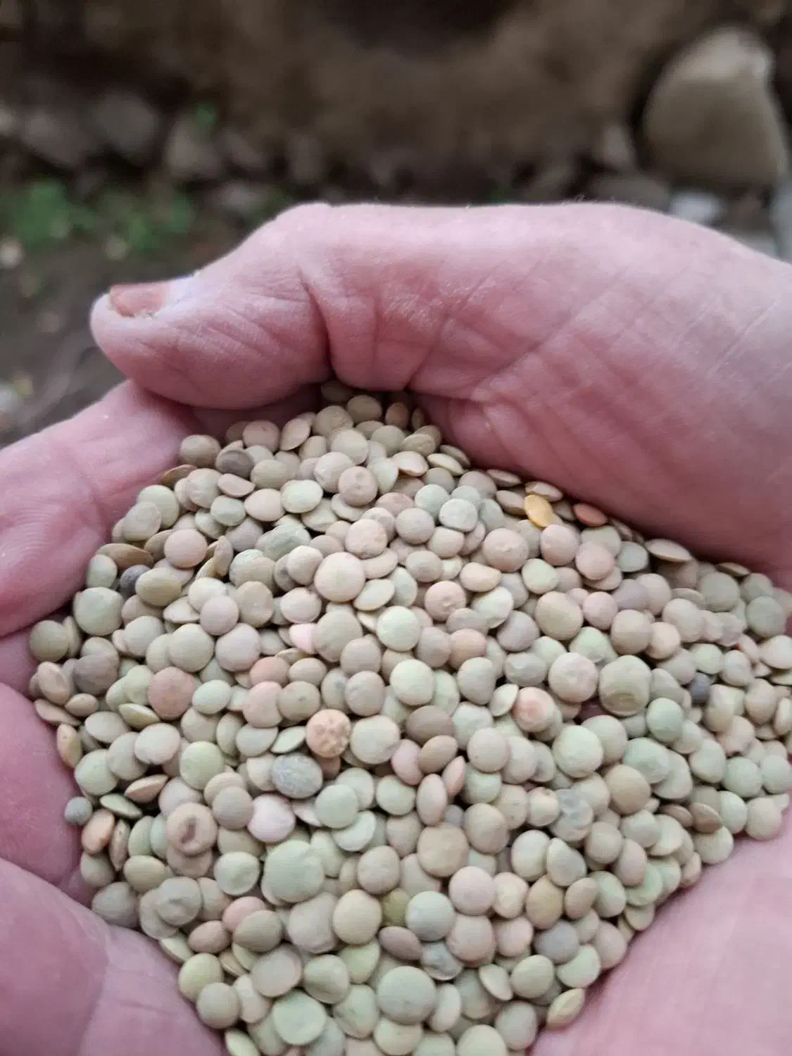 عدس  دشت مغان گرمی|عمده‌فروشی|گرمی, |دیوار