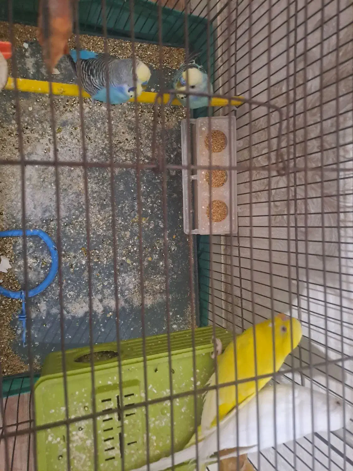 مرغ عشق زرد .سفید دو عدد آبی|پرنده|مسجد سلیمان, |دیوار