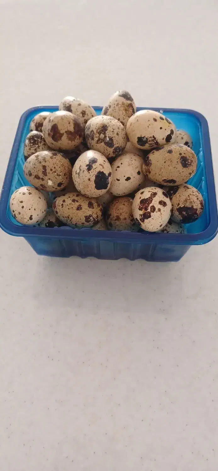 تخم مرغ بلدرچین|خوردنی و آشامیدنی|گرگان, |دیوار